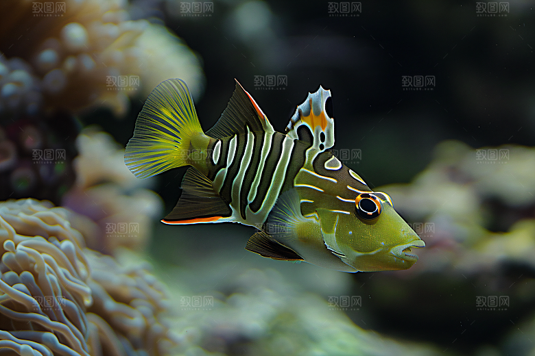 海洋鱼类摄影环保素材
