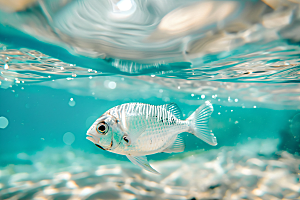 海洋鱼类环保热带鱼素材