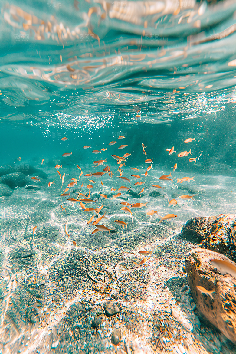 海洋鱼类热带鱼高清素材