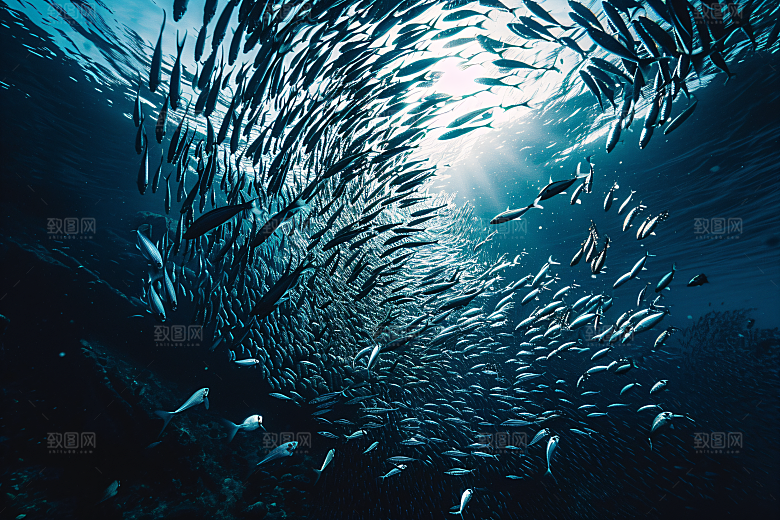 海洋鱼类热带鱼大海素材