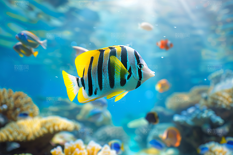 海洋鱼类海水高清素材