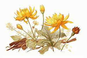 黄莲手绘植物插画