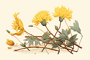 黄莲植物手绘插画