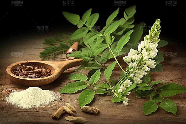 黄芪中草药中药材插画