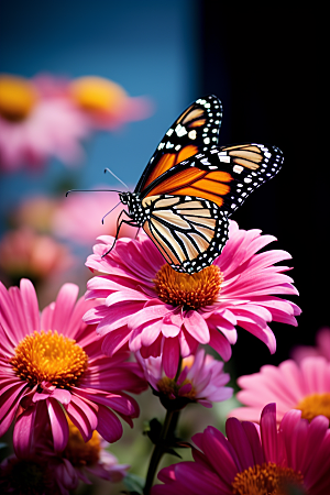 蝴蝶唯美花卉摄影图
