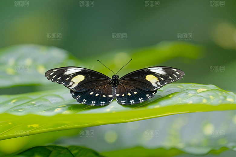 蝴蝶昆虫唯美摄影图