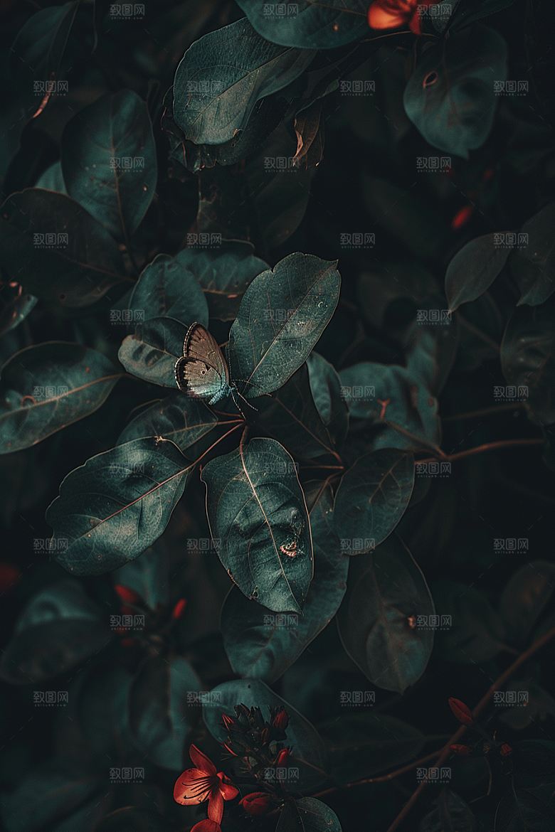 蝴蝶飞虫翅膀摄影图