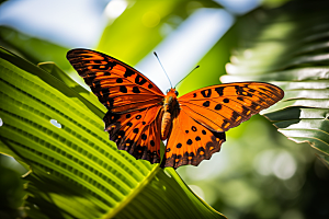 蝴蝶生态昆虫摄影图