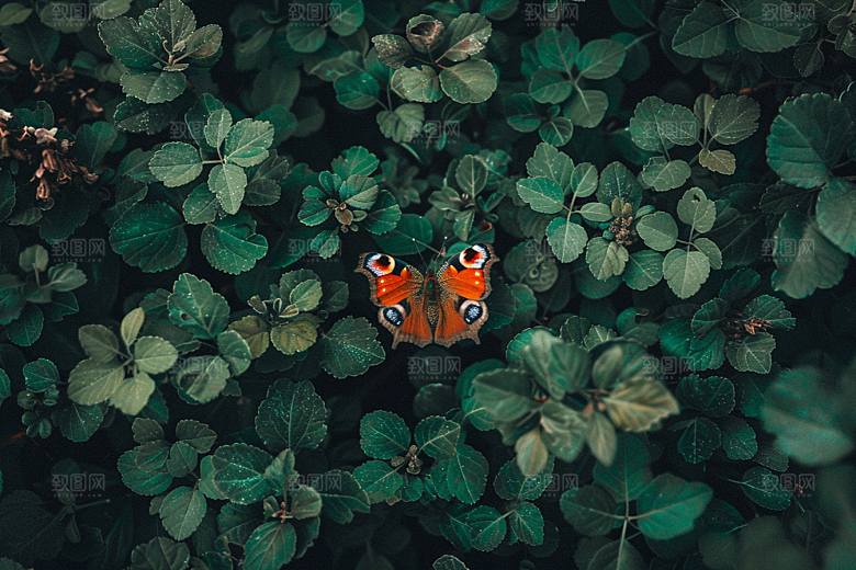 蝴蝶自然春天摄影图
