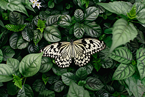 蝴蝶飞虫自然摄影图