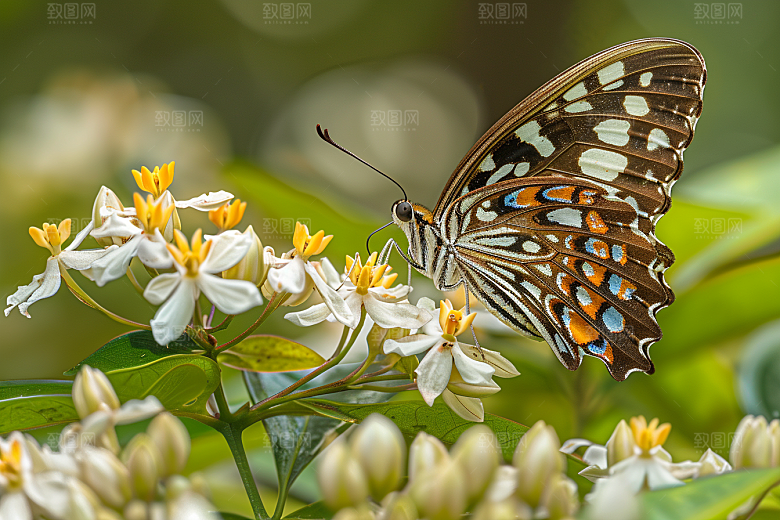 蝴蝶高清花卉摄影图