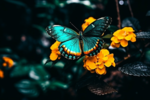 蝴蝶生态唯美摄影图