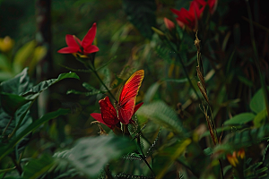 蝴蝶飞虫清新摄影图