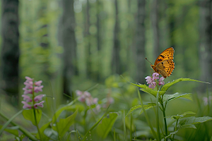 蝴蝶花朵春天摄影图