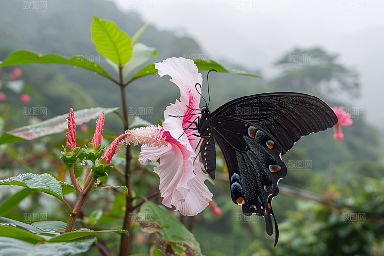 蝴蝶生态花朵摄影图