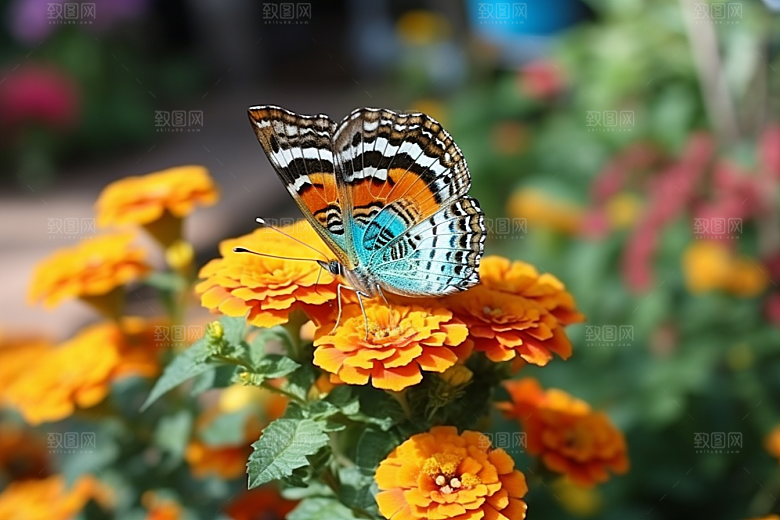 蝴蝶彩色清新摄影图