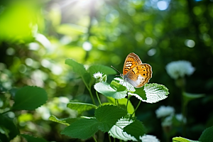 蝴蝶清新生态摄影图