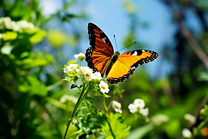 蝴蝶春季彩色摄影图