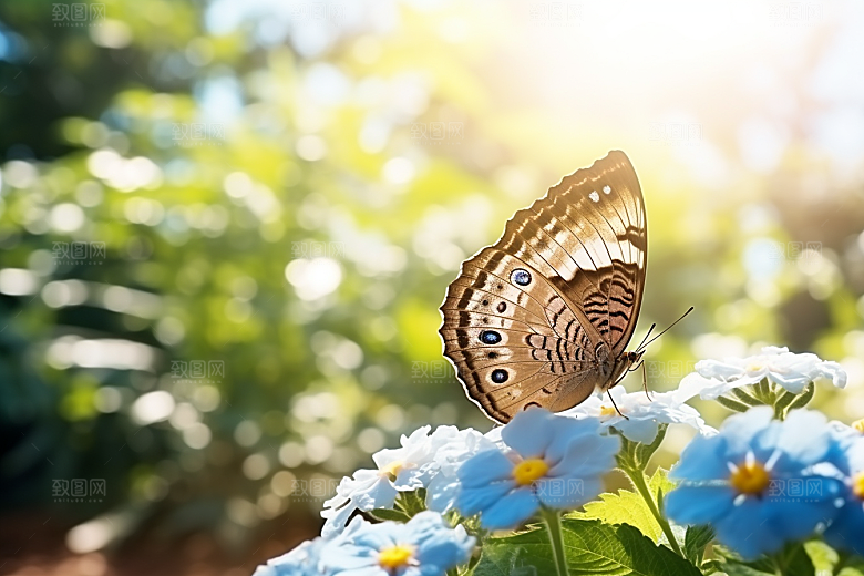 蝴蝶昆虫花卉摄影图