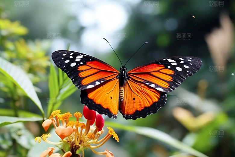 蝴蝶花卉翅膀摄影图