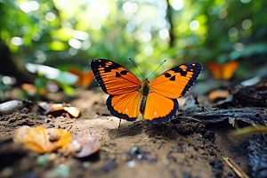 蝴蝶自然春季摄影图
