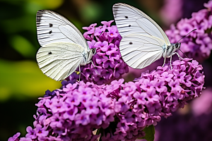 蝴蝶自然春天摄影图