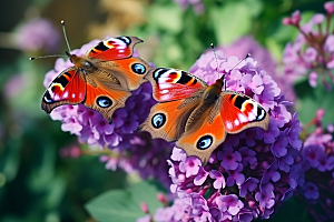 蝴蝶唯美花朵摄影图