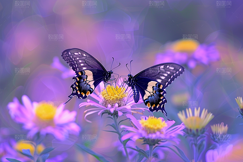蝴蝶花朵彩色摄影图