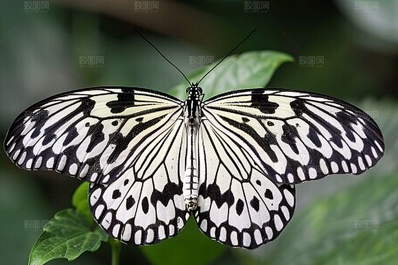 蝴蝶花卉花朵摄影图