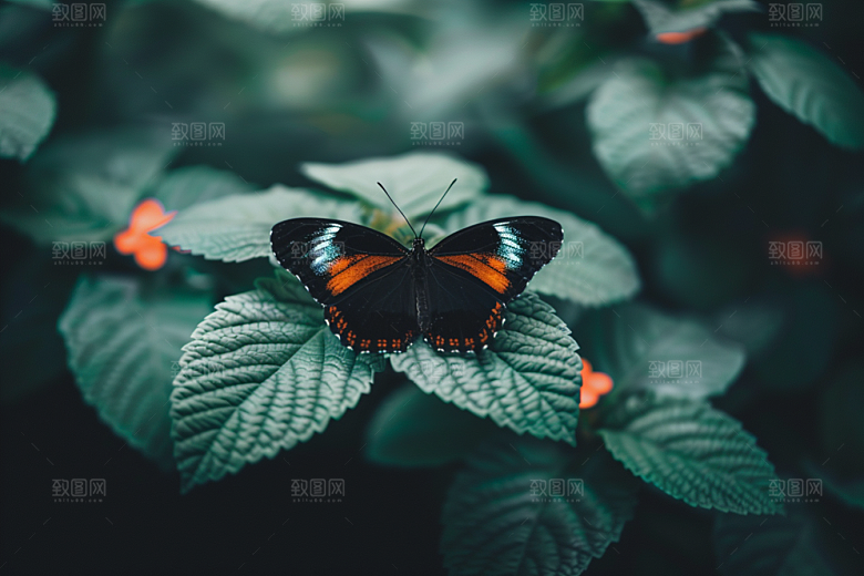 蝴蝶生态花朵摄影图
