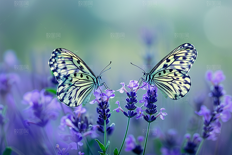 蝴蝶昆虫花朵摄影图