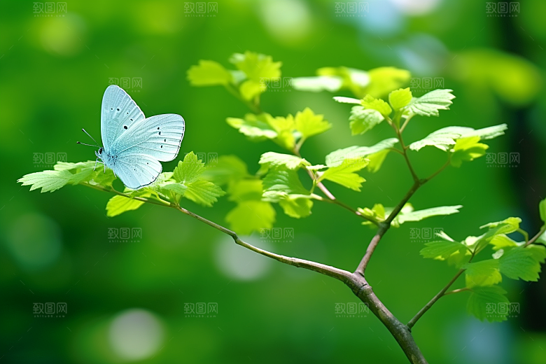 蝴蝶自然花卉摄影图
