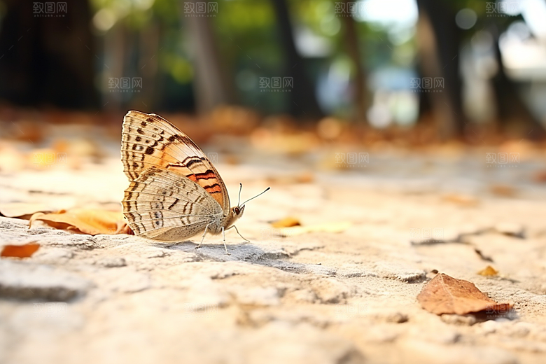 蝴蝶花朵自然摄影图