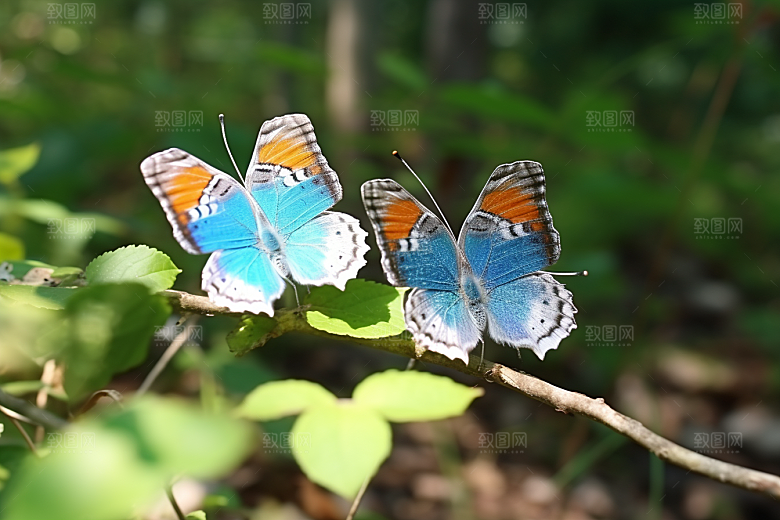 蝴蝶彩色飞虫摄影图