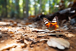 蝴蝶生态彩色摄影图