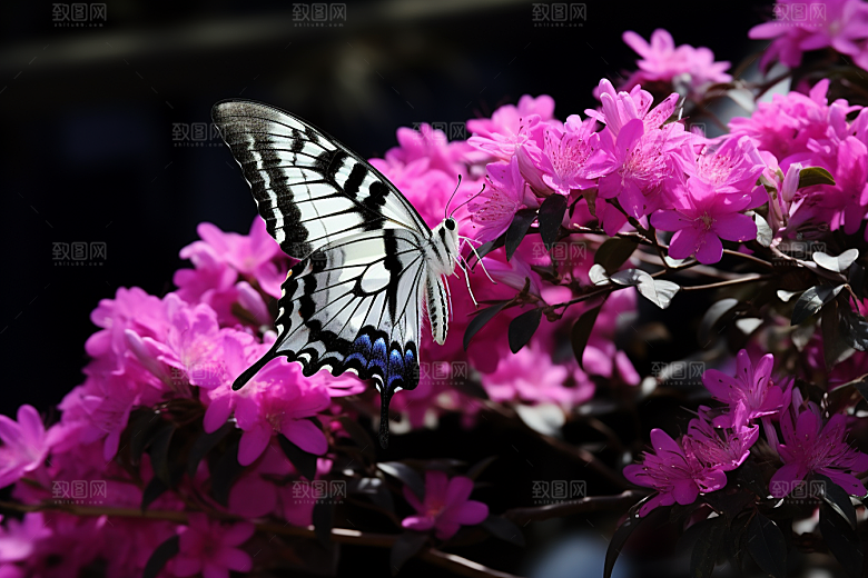 蝴蝶生态花卉摄影图