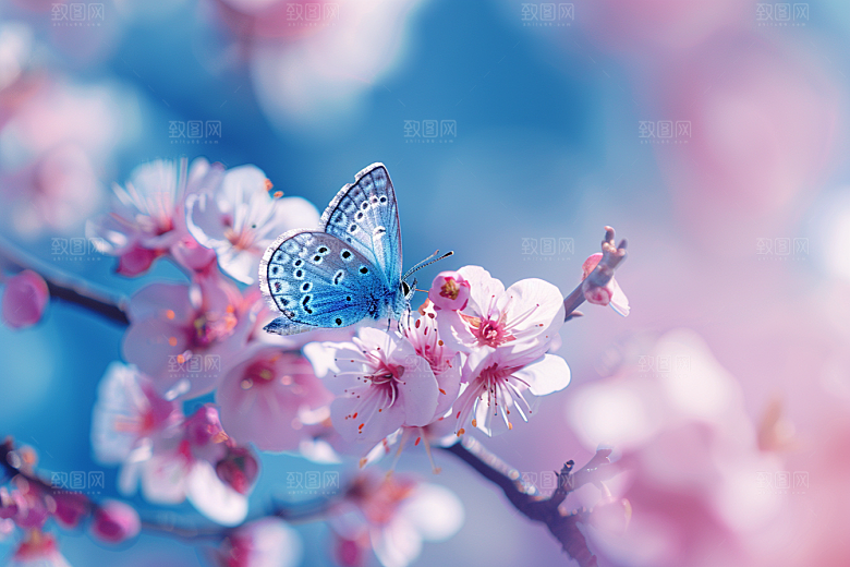蝴蝶飞虫花卉摄影图