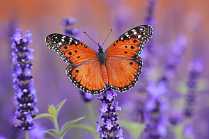 蝴蝶自然生态摄影图