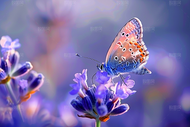 蝴蝶自然花卉摄影图