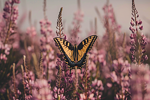 蝴蝶生态花卉摄影图