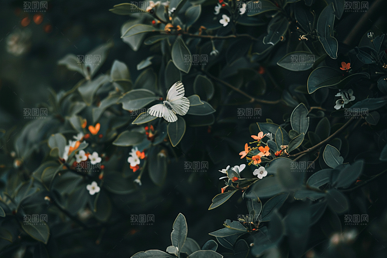 蝴蝶翅膀清新摄影图