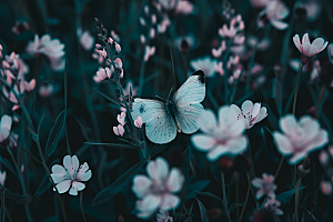 蝴蝶生态飞虫摄影图