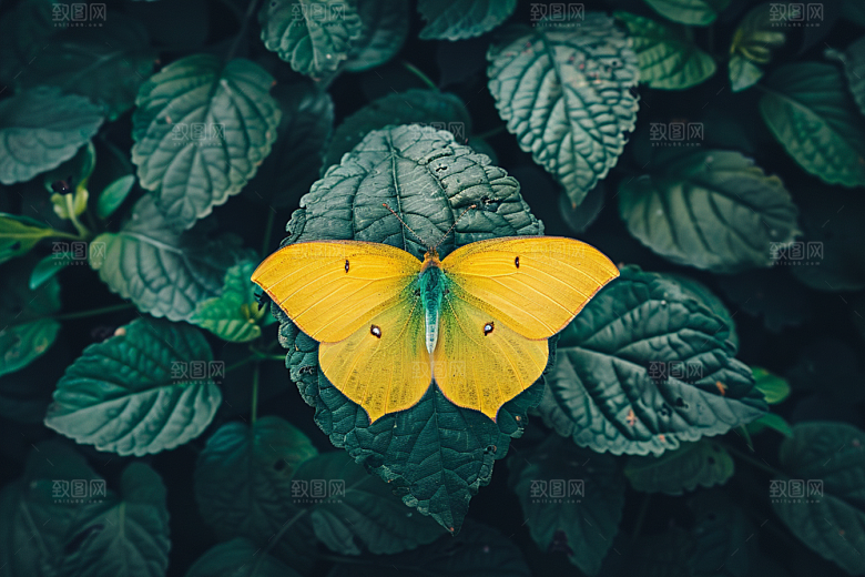 蝴蝶唯美花朵摄影图