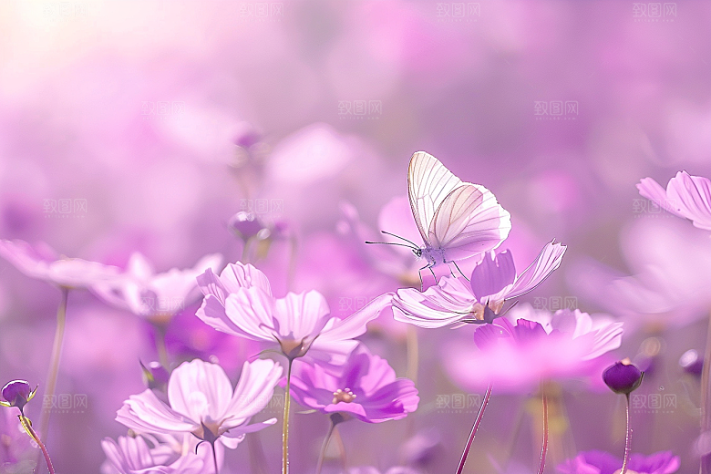 蝴蝶昆虫花朵摄影图