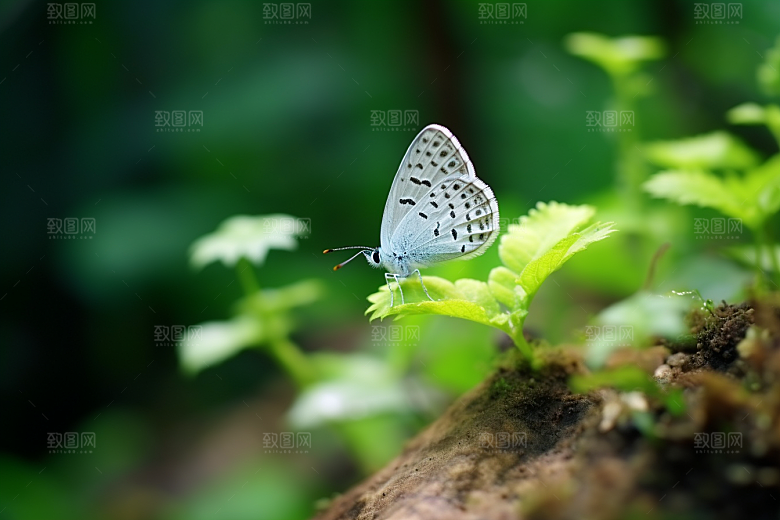 蝴蝶昆虫花卉摄影图