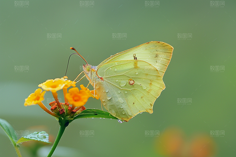 蝴蝶昆虫花卉摄影图