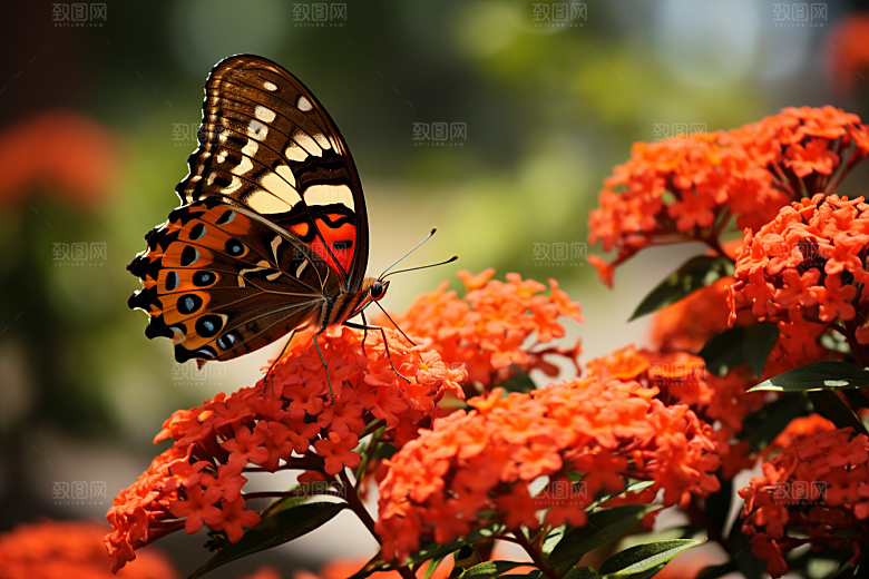 蝴蝶昆虫清新摄影图