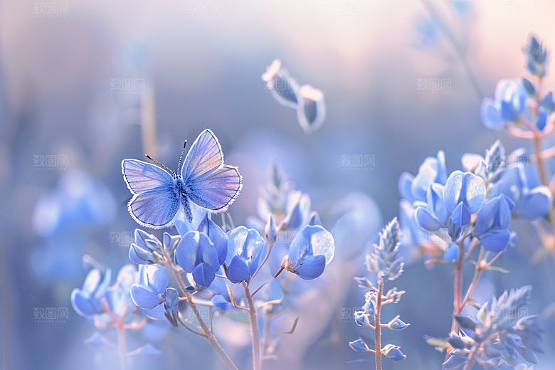 蝴蝶清新花朵摄影图