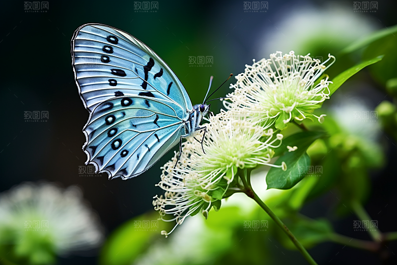 蝴蝶高清花卉摄影图