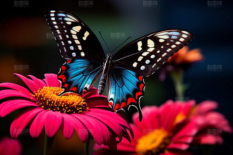 蝴蝶自然昆虫摄影图